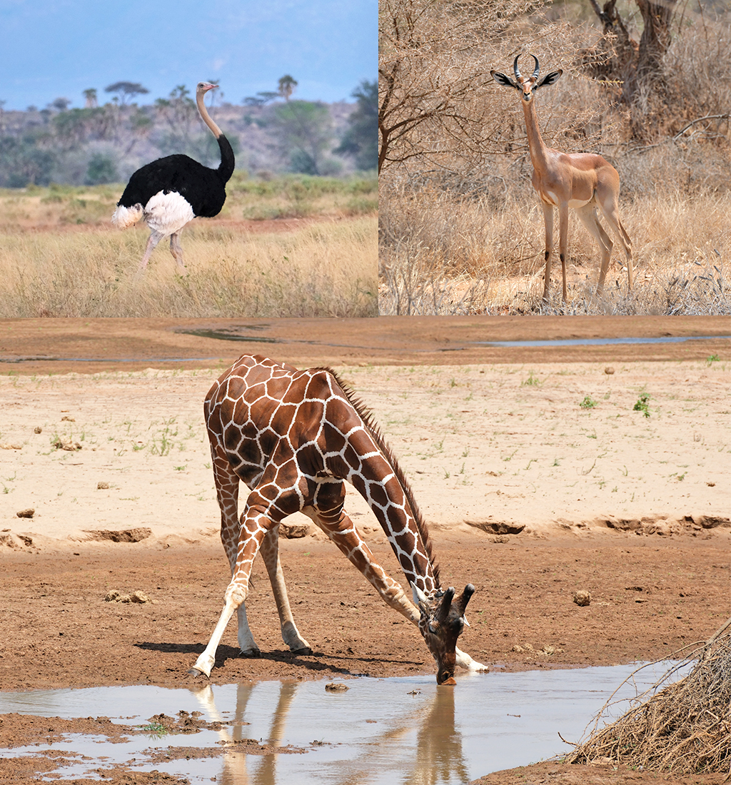 3 van de Samburu 5