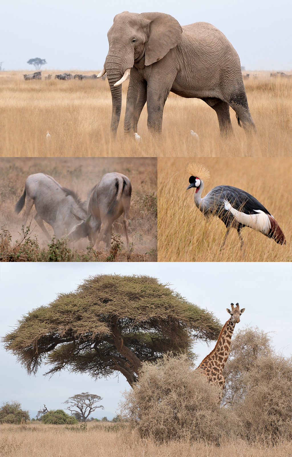 Amboseli dieren