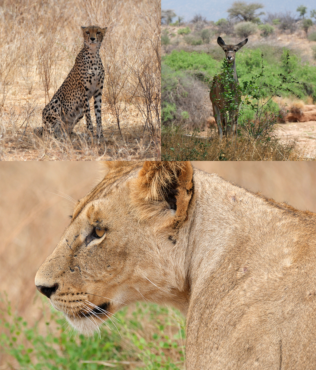 Cheetah, Kudu en leeuw