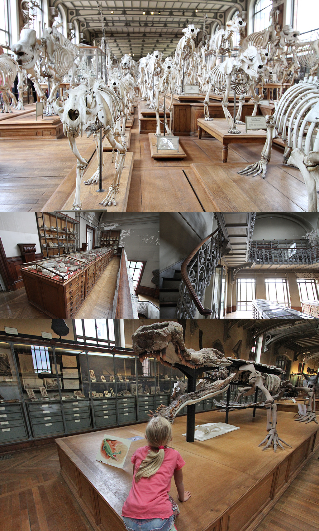 Galérie de Paléontologie et d’anatomie Parijs