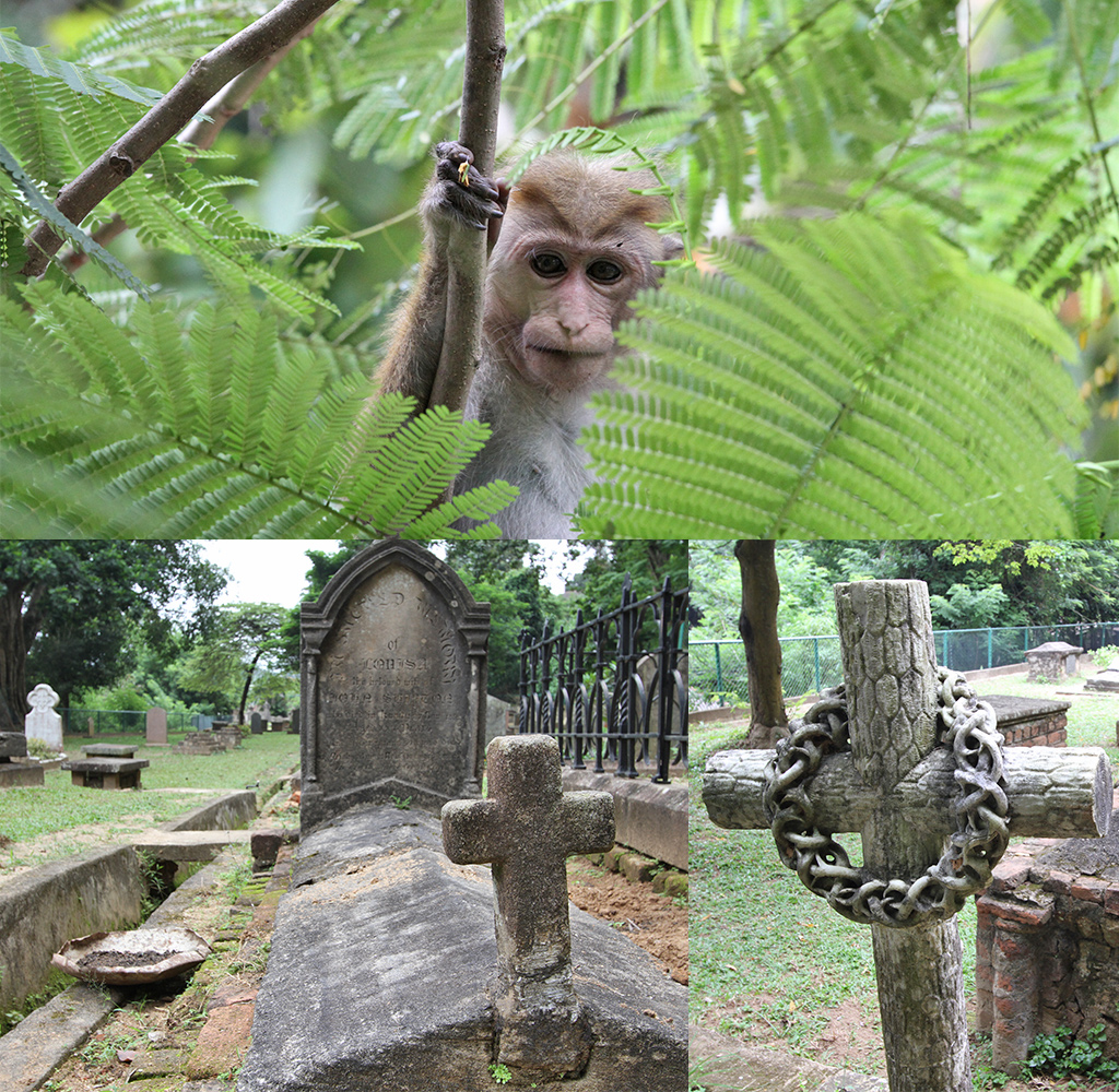 Kandy Sri Lanka British Garrison en aapjes
