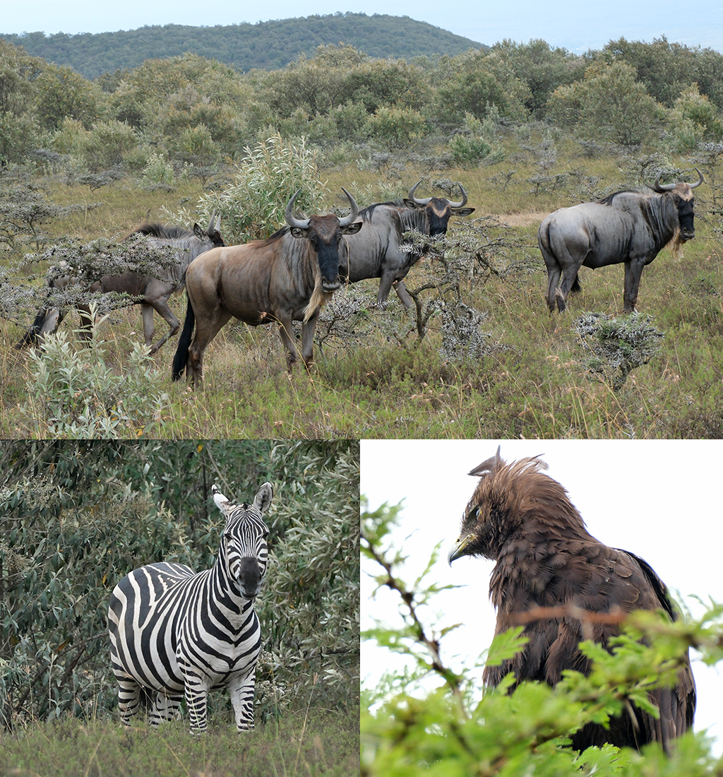 Lake Naivasha wildlife