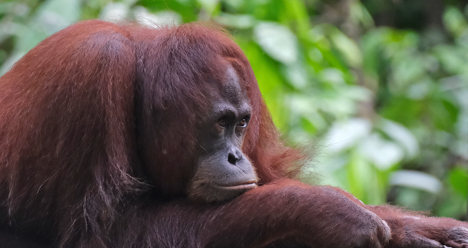 Maleisisch Borneo met klein budget orang oetans zien