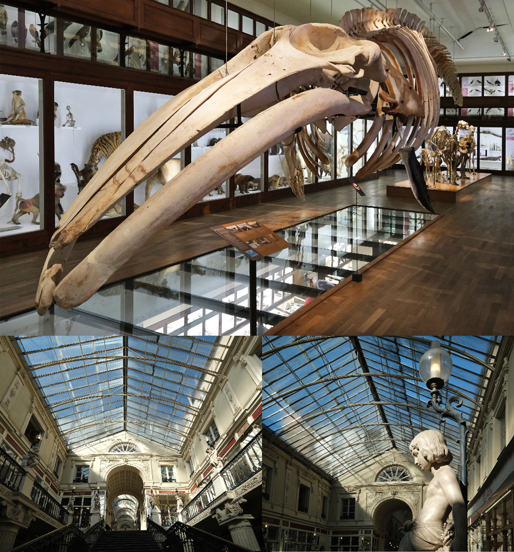 Muséum d'Histoire Naturelle en Pasage Pommeraye
