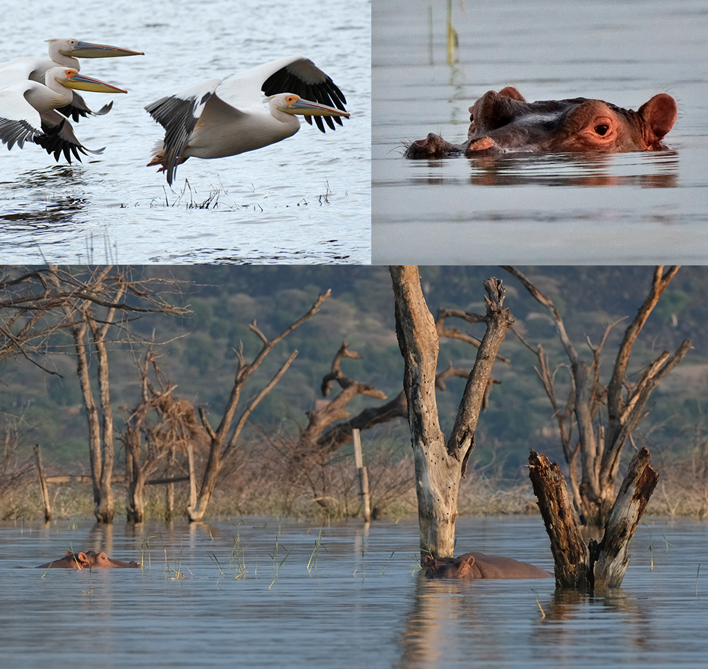 Naivashameer nijlpaarden en vogels