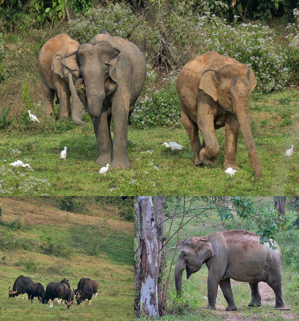 Olifanten en Gaurs in Kui Buri Nationaal Park