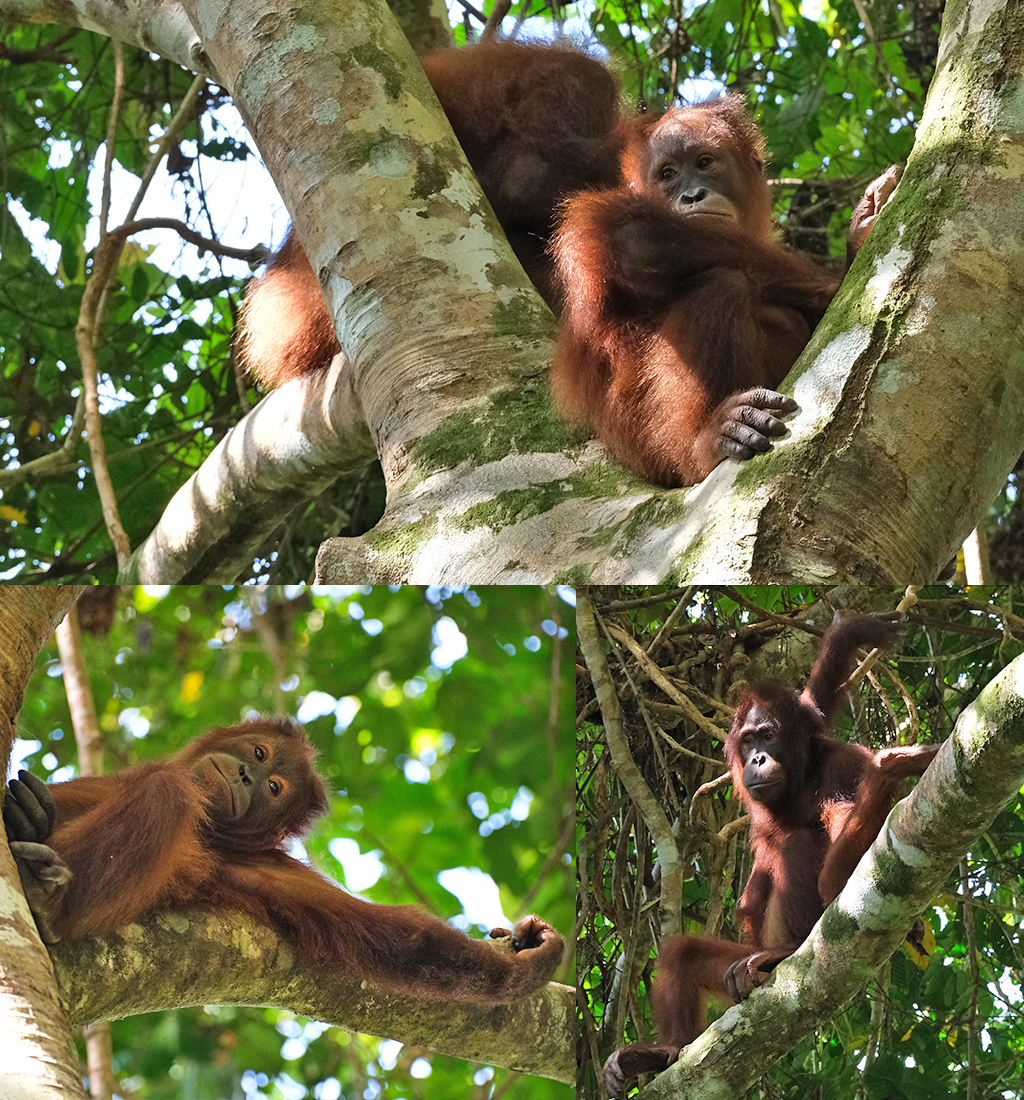 Orang Oetans in Orangutan Rehabilitation Centre Sepilok