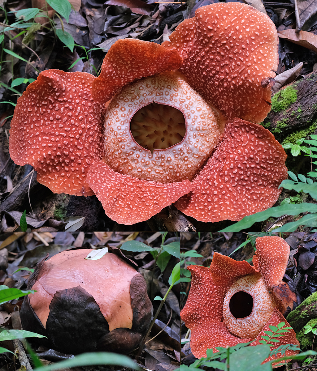 Rafflesia Poring Sabah Borneo