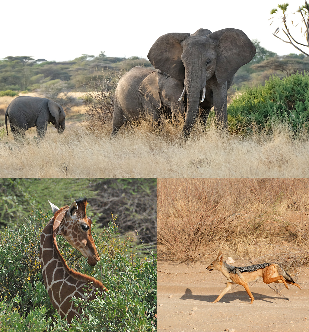 Samburu National Reserve Self drive safari