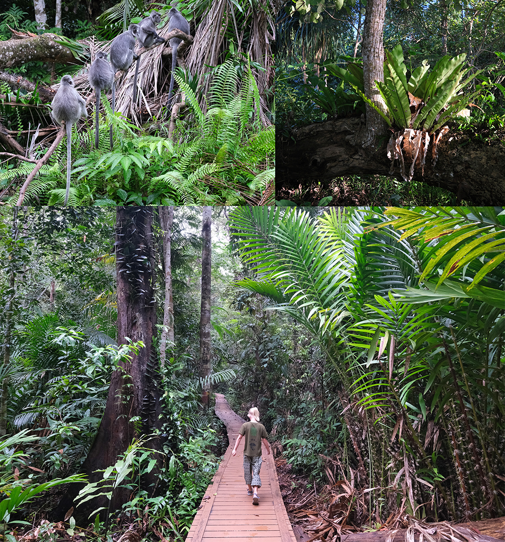 Sarawak Jungle Bako national park