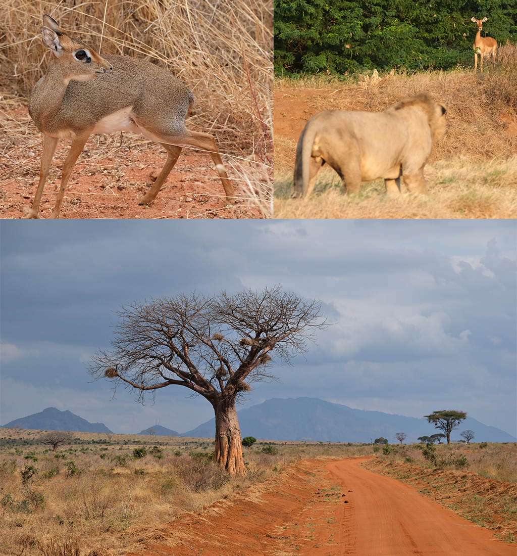 Tsavo East leeuw impala en dikdik