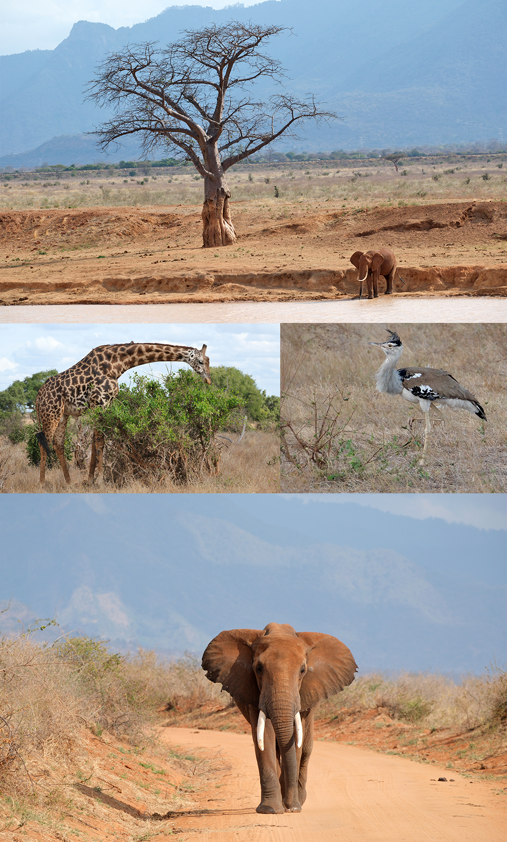 Tsavo East
