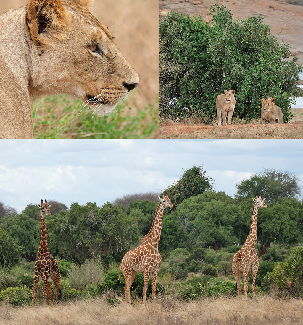 Tsavo National Park Kenia
