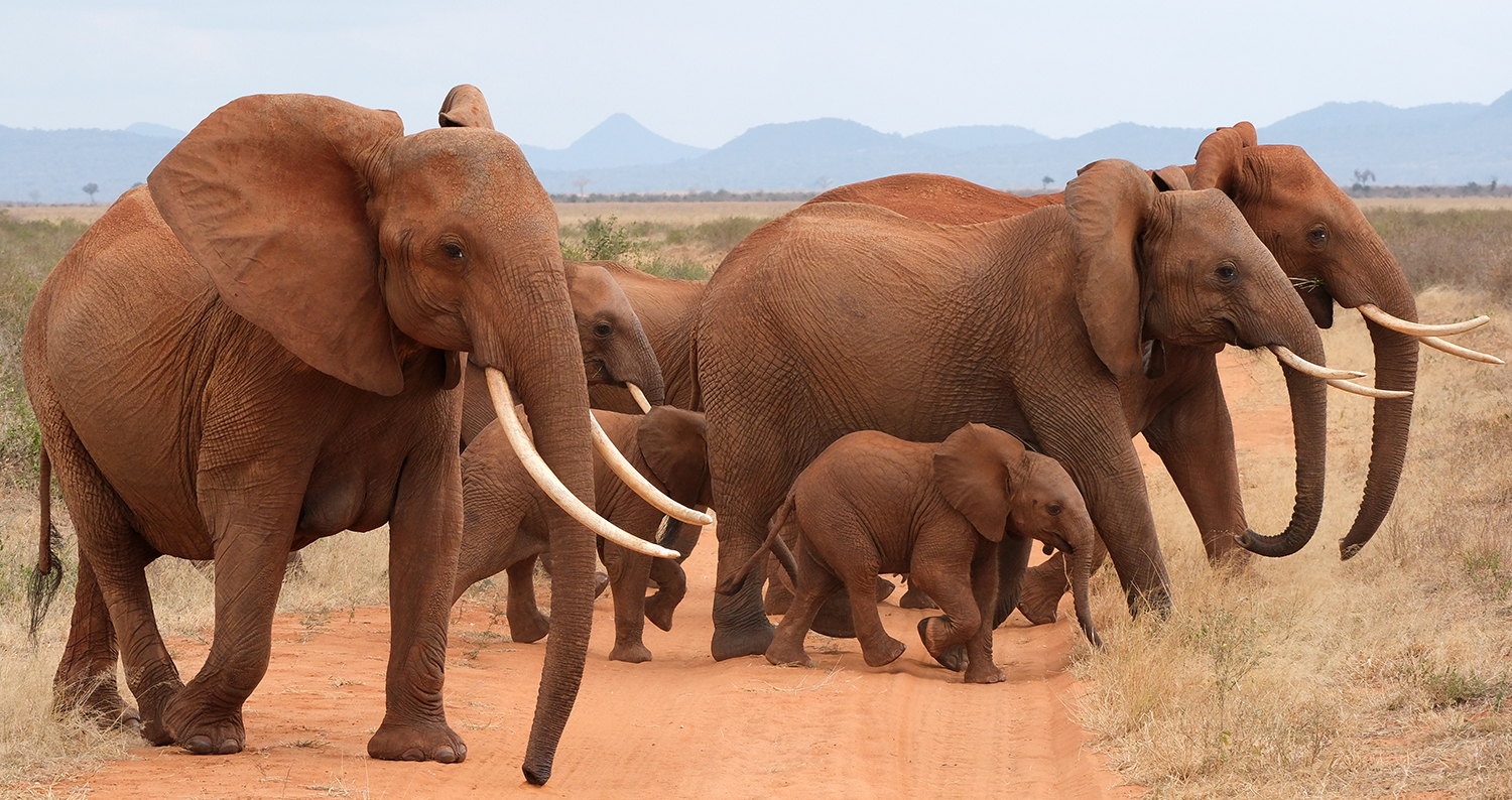 Tsavo National Park