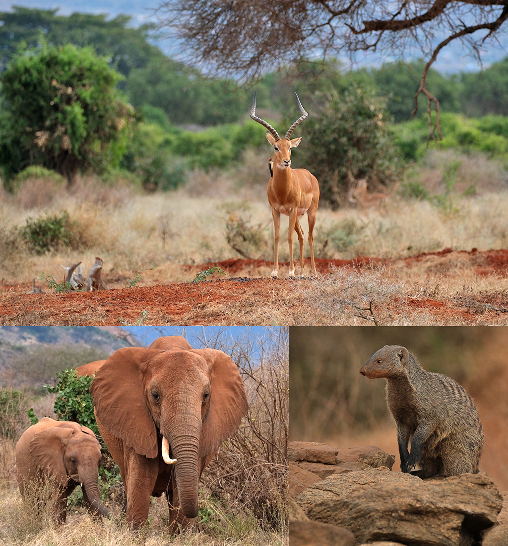 Variatie Tsavo National Park