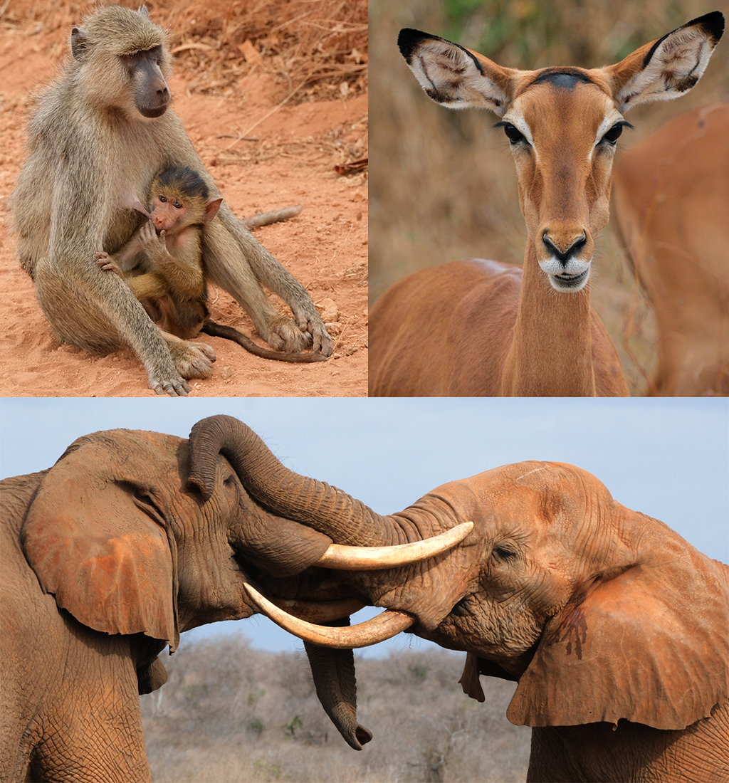 aardetinten Tsavo National Park