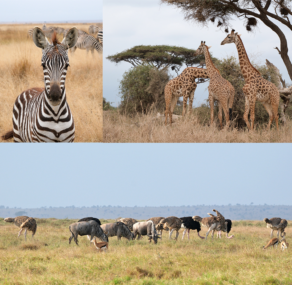 dieren Amboseli