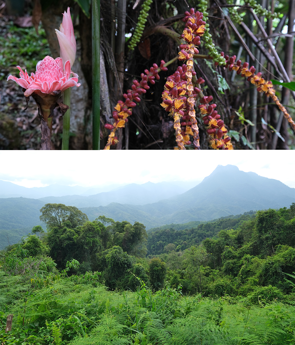 fotostop tussen Kota Belub en Poring