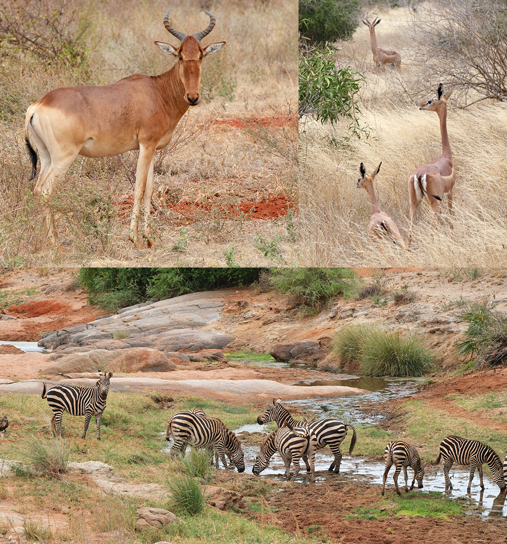 hartebeest gerenoek en zebra's