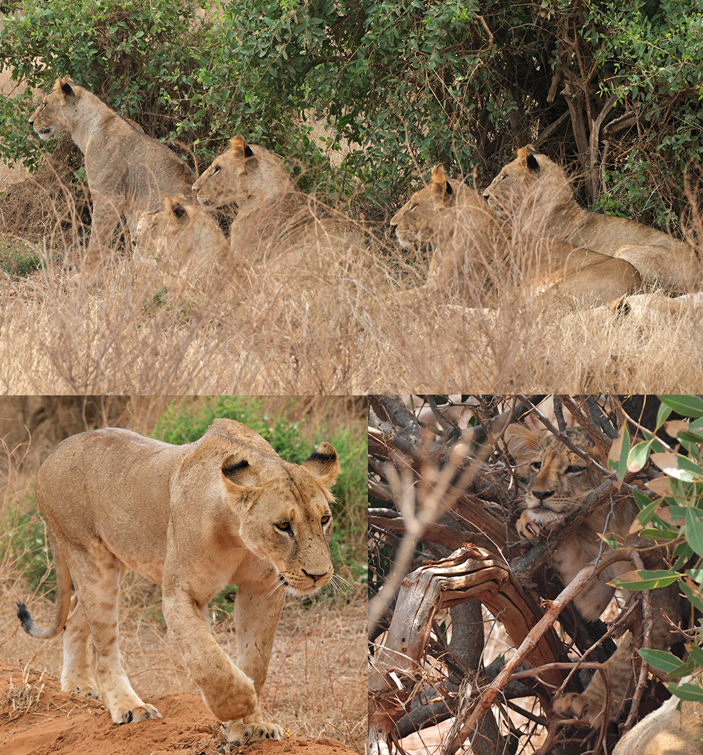 leeuwen Tsavo National Park