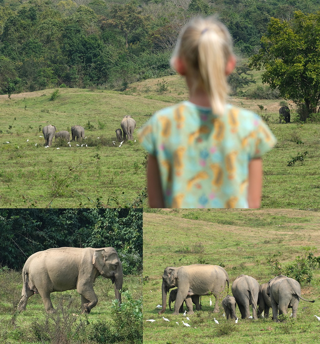 olifanten spotten Kui Buri national park