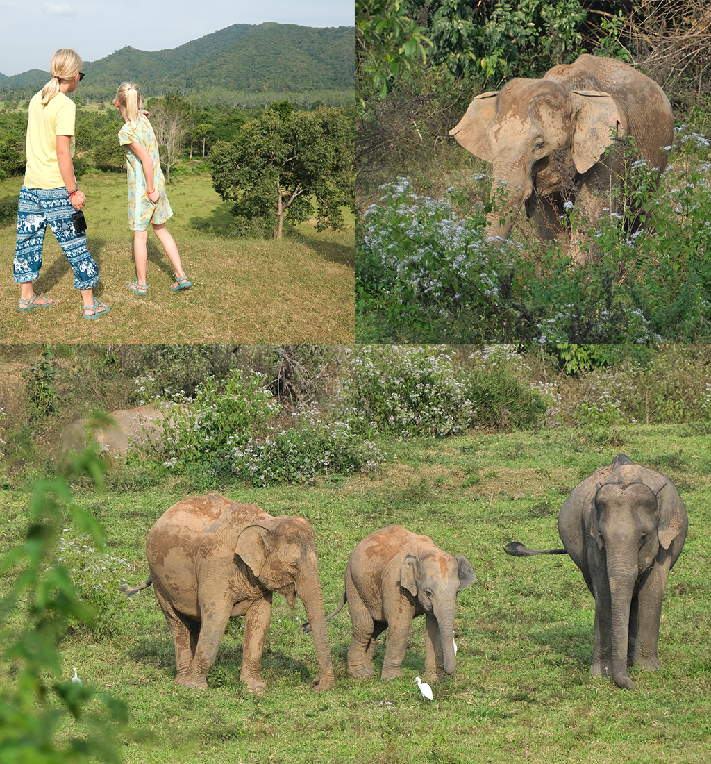 olifanten spotten Thailand