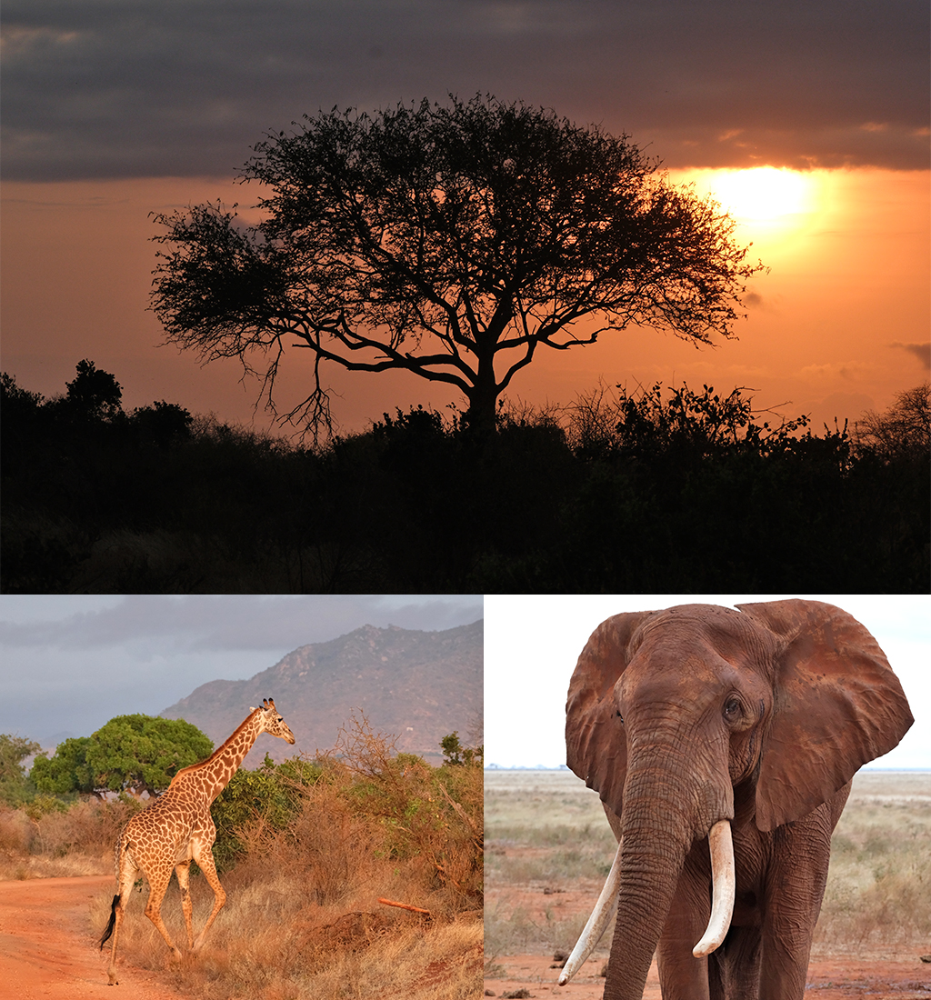 zonsopkomst Tsavo National Park